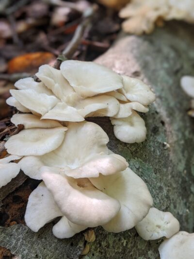 Burgess Park - Marstons Mills, MA