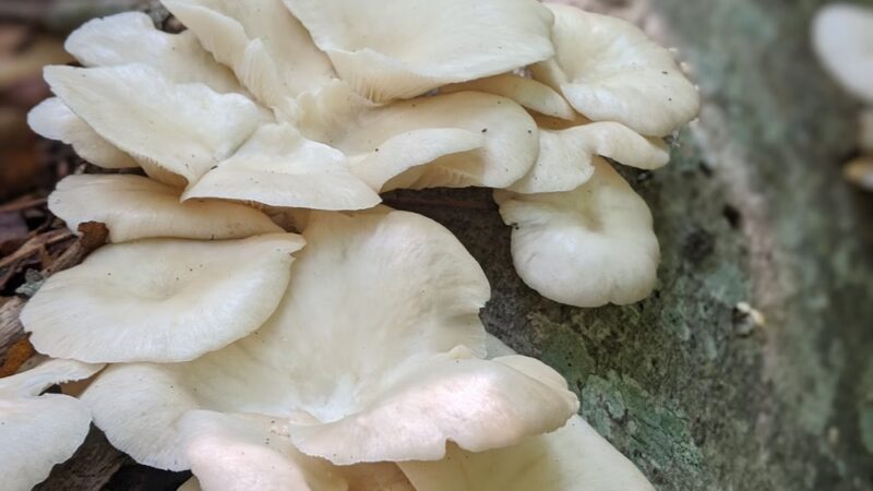 Burgess Park - Marstons Mills, MA