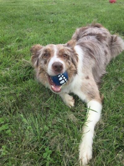 3 Dog Farm - Martinsburg, WV