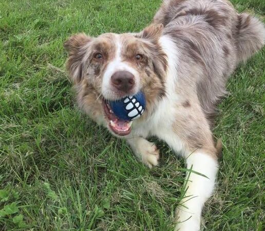 3 Dog Farm - Martinsburg, WV