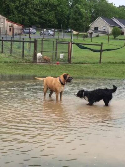 3 Dog Farm - Martinsburg, WV