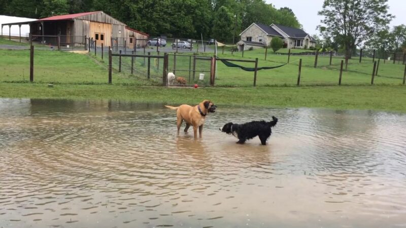 3 Dog Farm - Martinsburg, WV