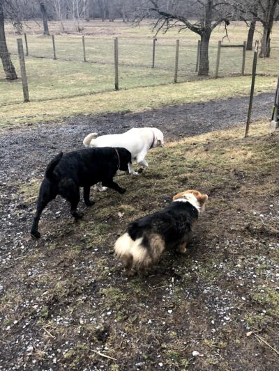 3 Dog Farm - Martinsburg, WV