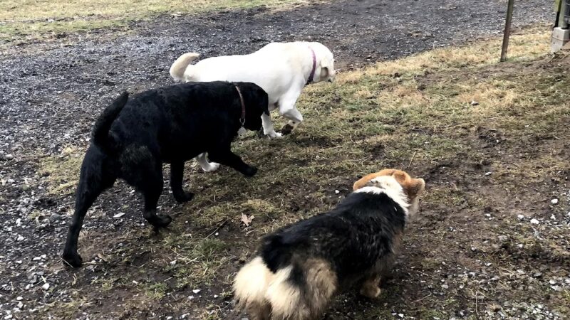 3 Dog Farm - Martinsburg, WV