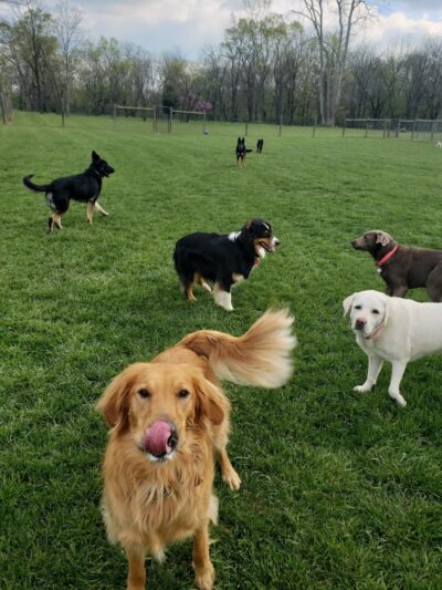 3 Dog Farm - Martinsburg, WV