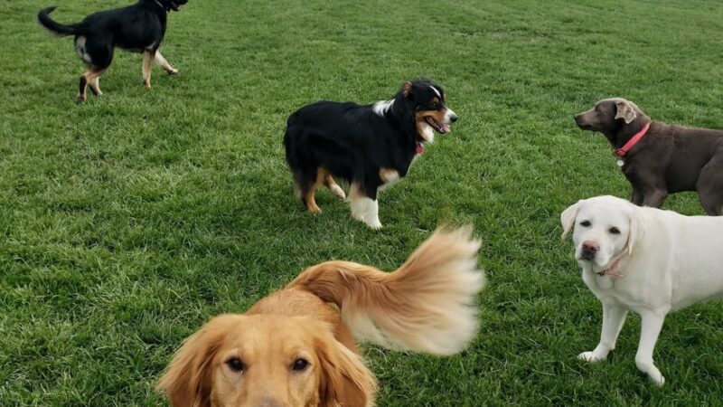 3 Dog Farm - Martinsburg, WV