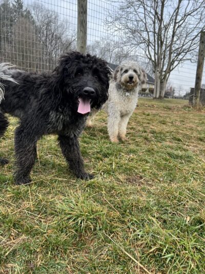 3 Dog Farm - Martinsburg, WV