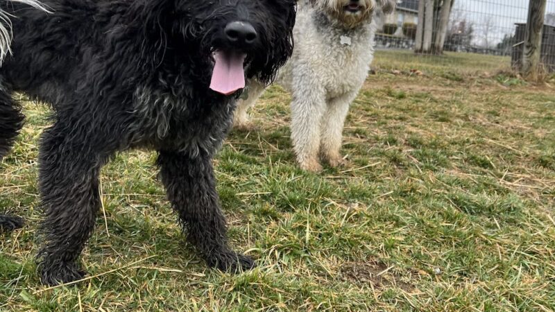 3 Dog Farm - Martinsburg, WV