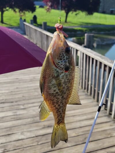 Poor House Farm Park - Martinsburg, WV