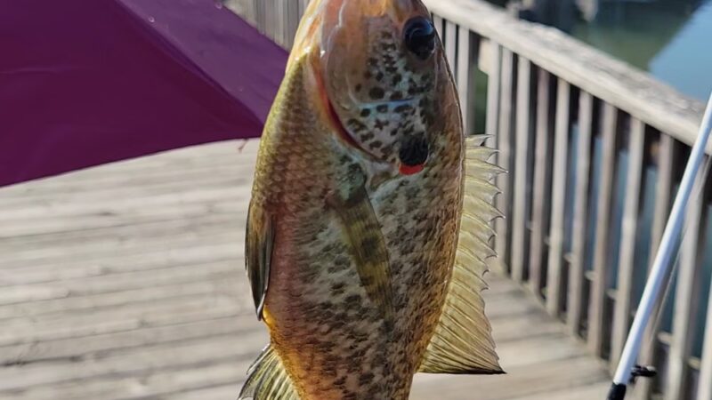 Poor House Farm Park - Martinsburg, WV