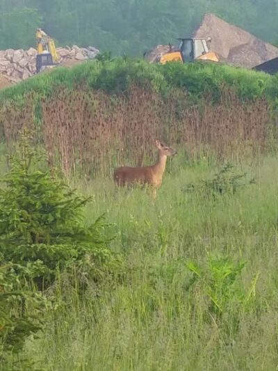 Bark Park - Marysville, OH