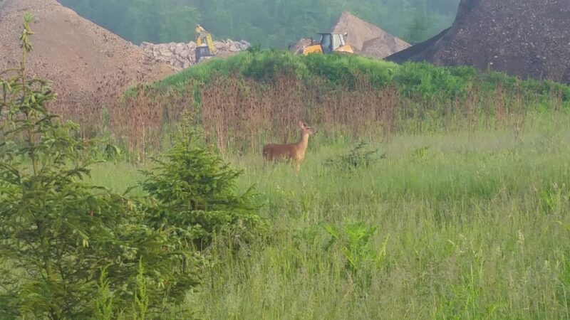 Bark Park - Marysville, OH