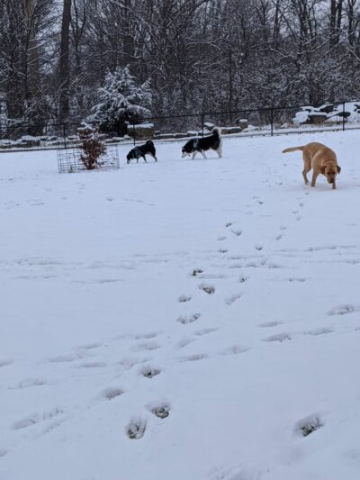 Bark Park - Marysville, OH
