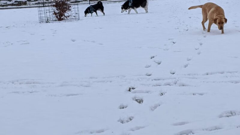 Bark Park - Marysville, OH