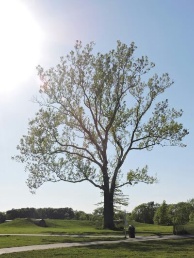 Bark Park - Marysville, OH