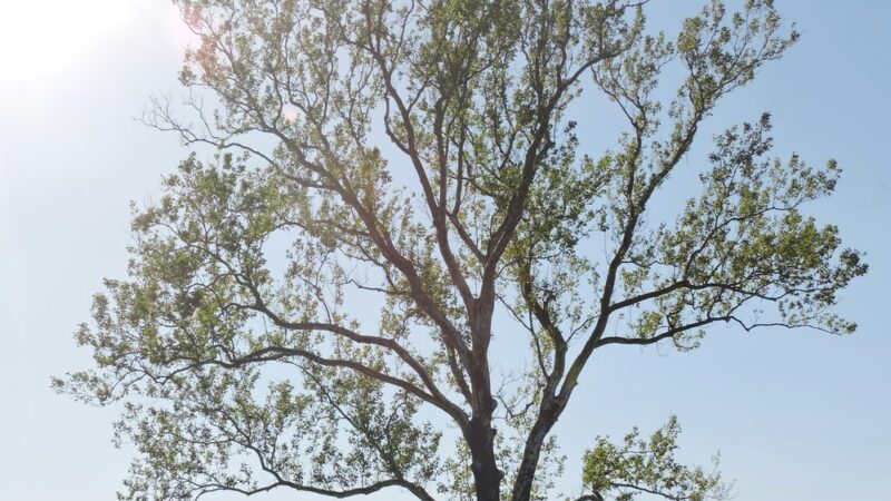 Bark Park - Marysville, OH