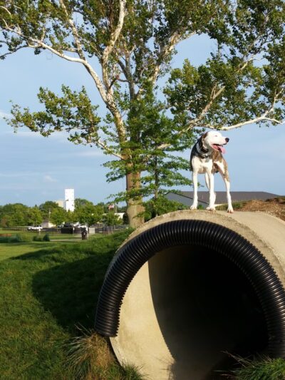 Bark Park - Marysville, OH