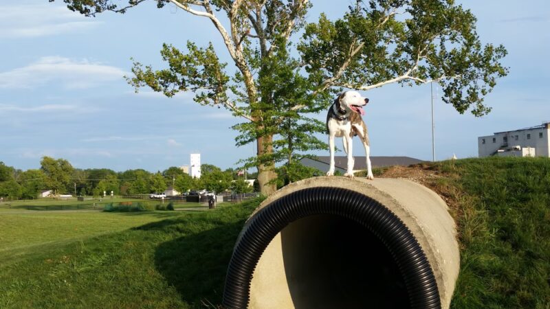 Bark Park - Marysville, OH