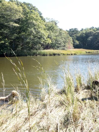 Mashpee River Woodlands - Mashpee, MA