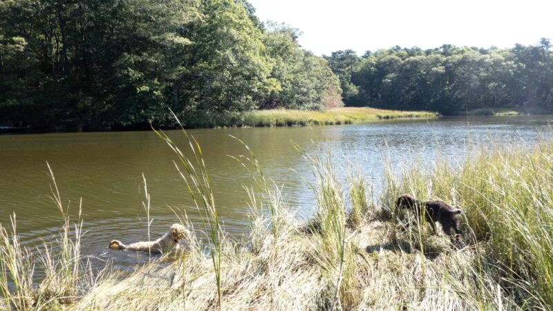 Mashpee River Woodlands - Mashpee, MA