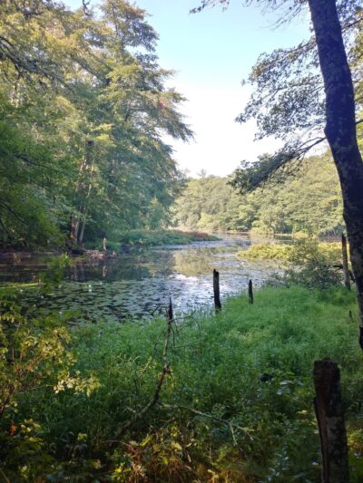 Mashpee River Woodlands - Mashpee, MA