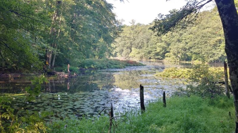 Mashpee River Woodlands - Mashpee, MA