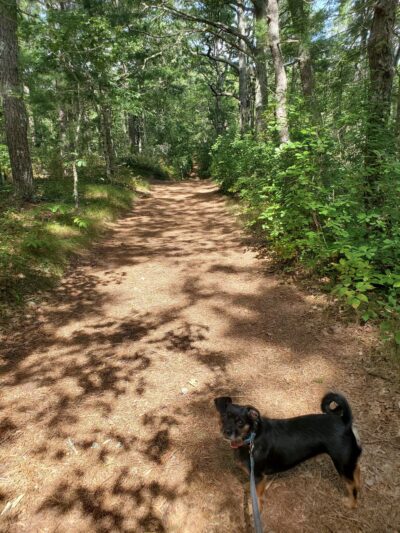 Mashpee River Woodlands - Mashpee, MA