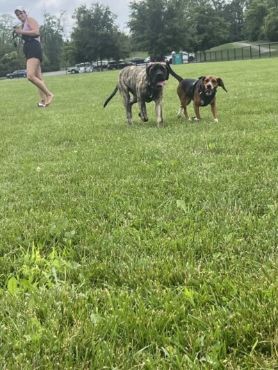 Pawmyra Dog Park - Mason, OH