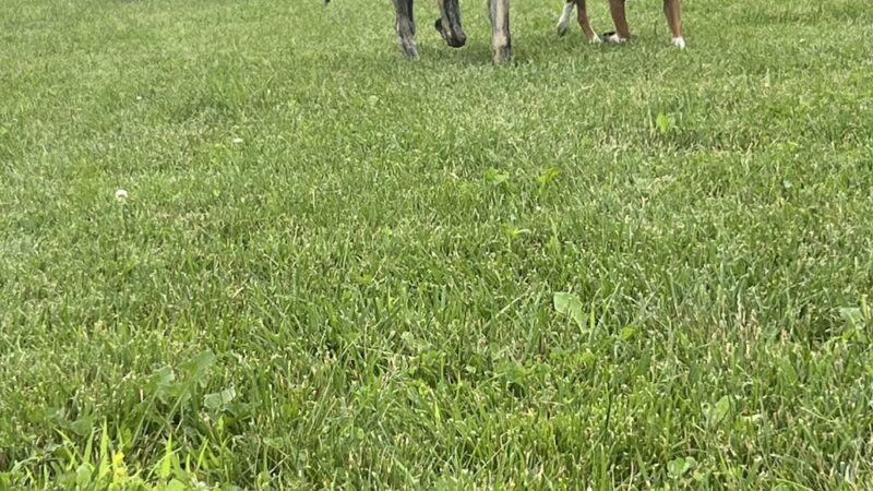 Pawmyra Dog Park - Mason, OH