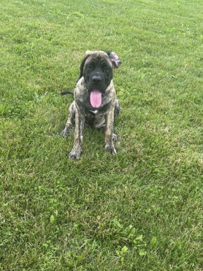 Pawmyra Dog Park - Mason, OH