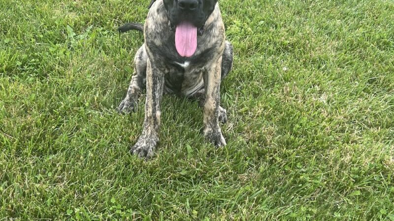 Pawmyra Dog Park - Mason, OH