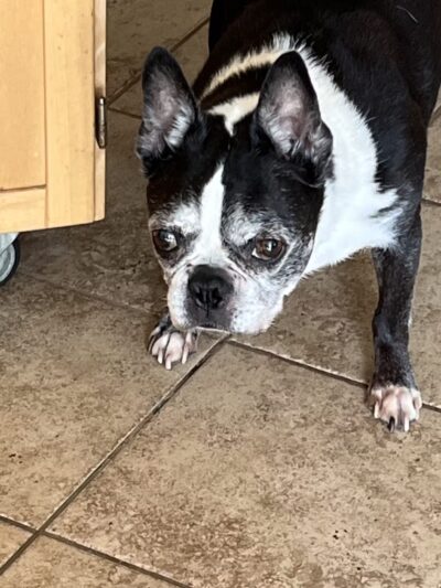 Kate's Canine Care - Matawan, NJ