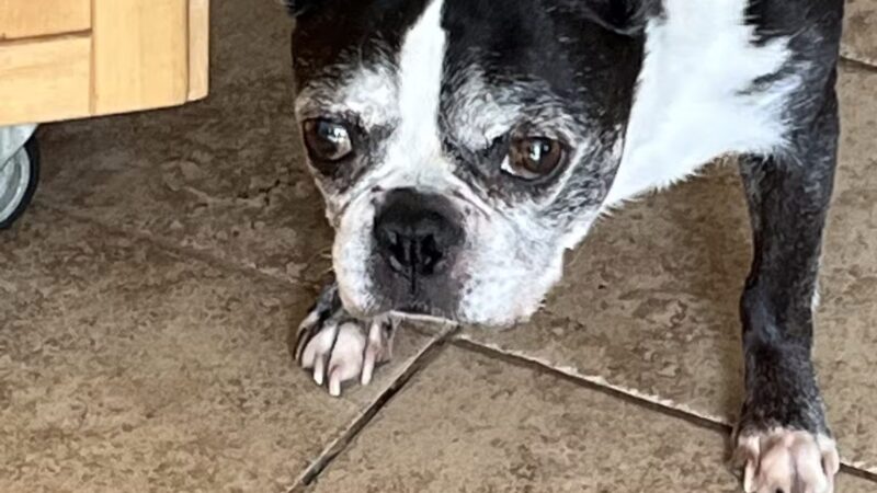 Kate's Canine Care - Matawan, NJ