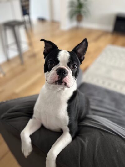 Kate's Canine Care - Matawan, NJ