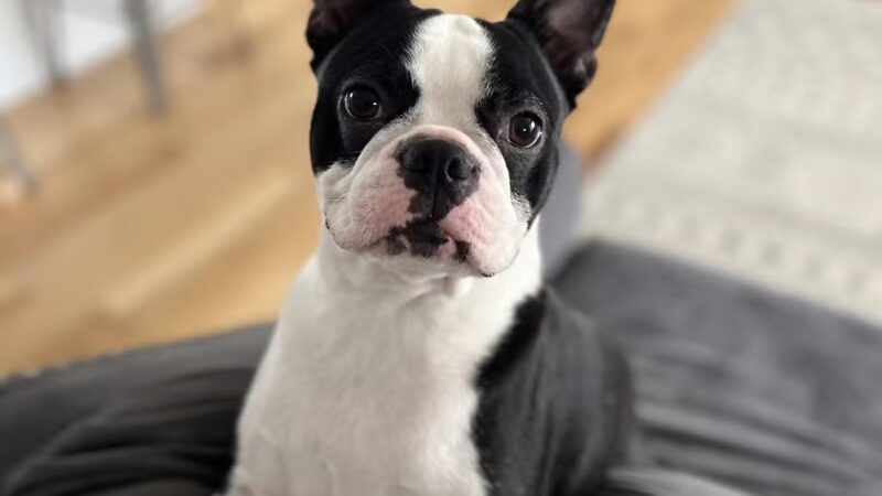 Kate's Canine Care - Matawan, NJ