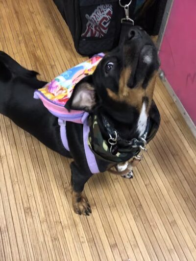 Kate's Canine Care - Matawan, NJ