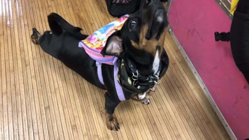 Kate's Canine Care - Matawan, NJ
