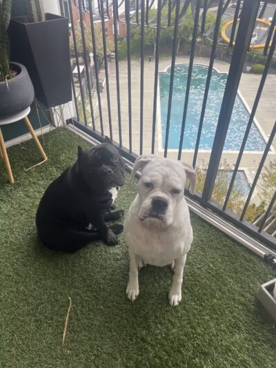 Kate's Canine Care - Matawan, NJ