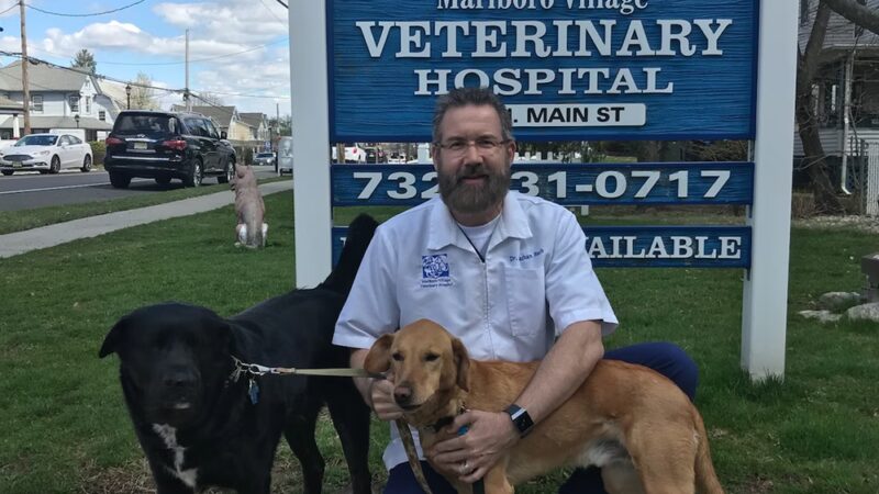 Marlboro Village Veterinary Hospital of Marlboro and Aberdeen & The Bark Park Dog Daycare! - Matawan, NJ