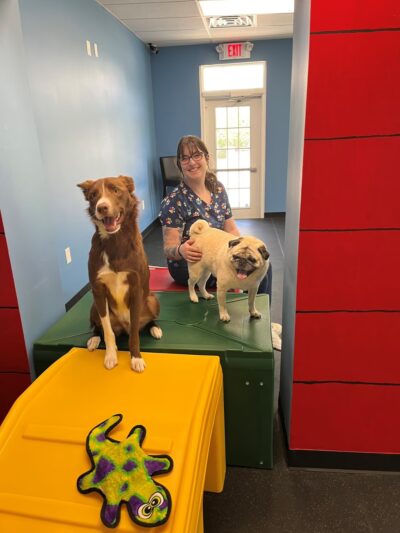 Marlboro Village Veterinary Hospital of Marlboro and Aberdeen & The Bark Park Dog Daycare! - Matawan, NJ