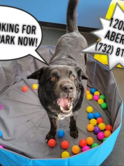 Marlboro Village Veterinary Hospital of Marlboro and Aberdeen & The Bark Park Dog Daycare! - Matawan, NJ