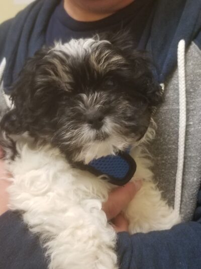 Marlboro Village Veterinary Hospital of Marlboro and Aberdeen & The Bark Park Dog Daycare! - Matawan, NJ