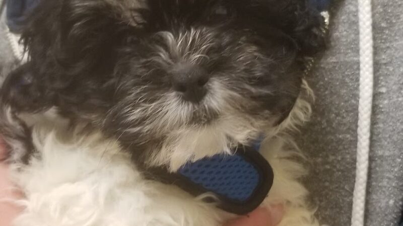 Marlboro Village Veterinary Hospital of Marlboro and Aberdeen & The Bark Park Dog Daycare! - Matawan, NJ