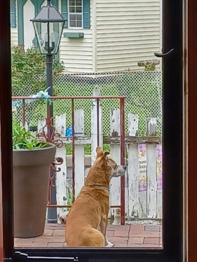 Parkwood Kennels - Matawan, NJ