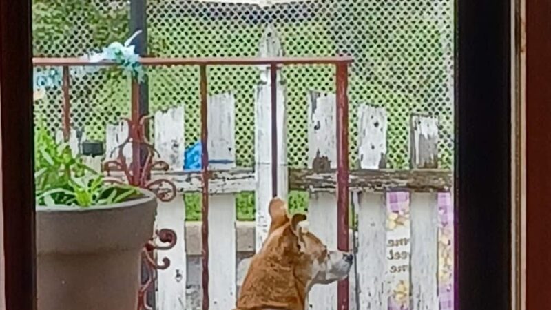 Parkwood Kennels - Matawan, NJ