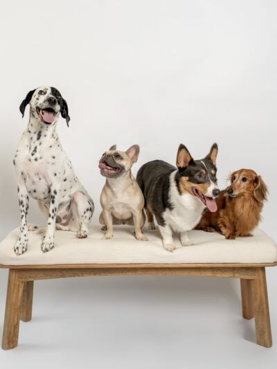 With Love Pet Care - Dog Walker & Pet Sitter in NJ - Matawan, NJ
