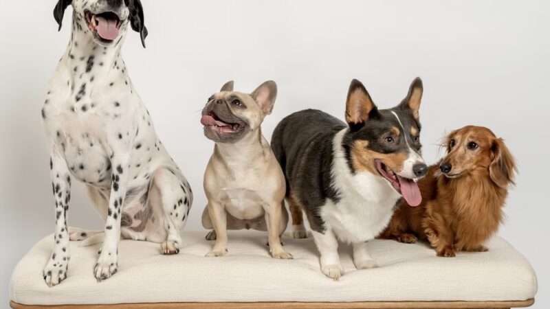 With Love Pet Care - Dog Walker & Pet Sitter in NJ - Matawan, NJ