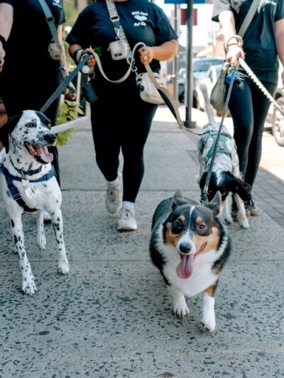 With Love Pet Care - Dog Walker & Pet Sitter in NJ - Matawan, NJ
