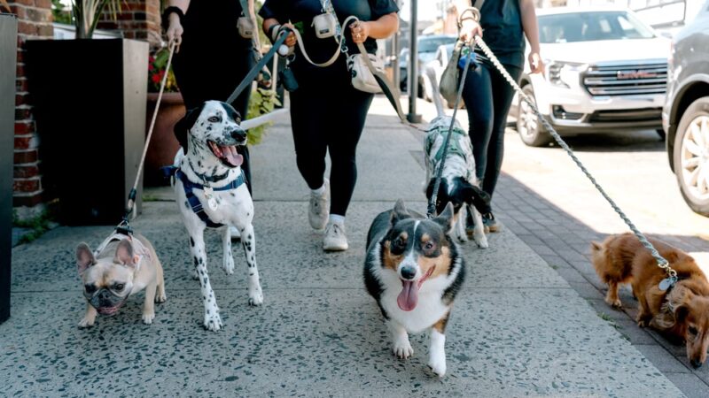 With Love Pet Care - Dog Walker & Pet Sitter in NJ - Matawan, NJ