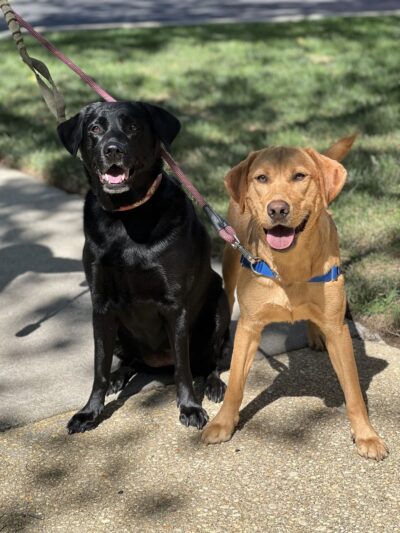 With Love Pet Care - Dog Walker & Pet Sitter in NJ - Matawan, NJ